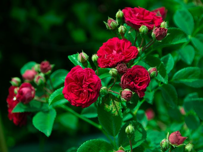 Schnittkurs für Rosen und Beerensträucher