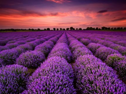 Lavendel - farbenprächtige, duftende Vielseitigkeit