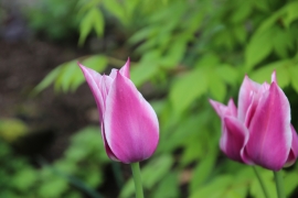 Frühjahrsblüher, Tulpen im Frühling, Blumenzwiebeln