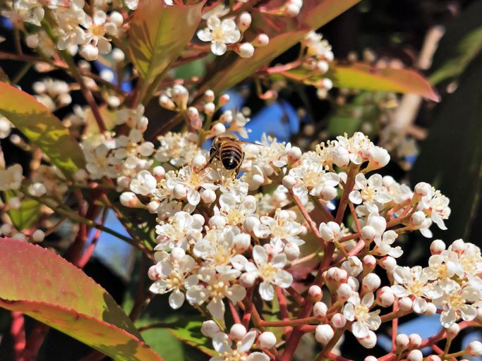 Frühlingserwachen in Geiger's Pflanzenwelt