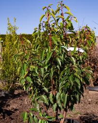 Portugiesischer Kirschlorbeer