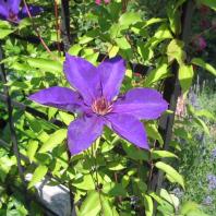 Rosenbögen + Rankhilfen + Pflanzenstäbe