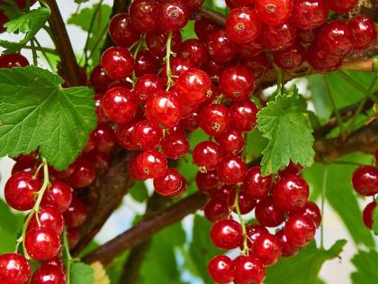 Feuerschale TROJA von gartenmetall