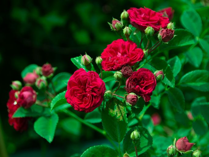 20% Rabatt auf alle Rosen