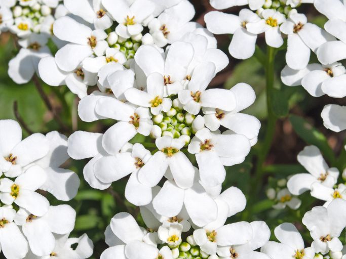 Frühlingsbunte Blütenfreude