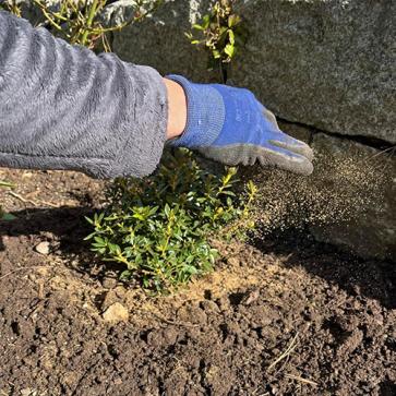 Düngung von Gehölze im April