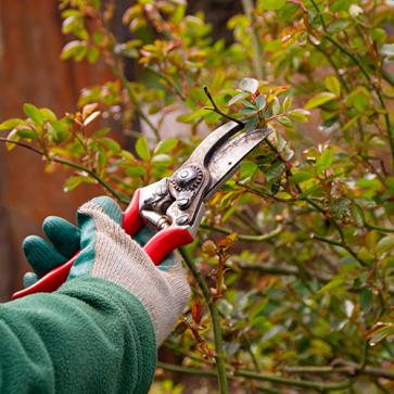 Rückschnitt von Gehölze im April