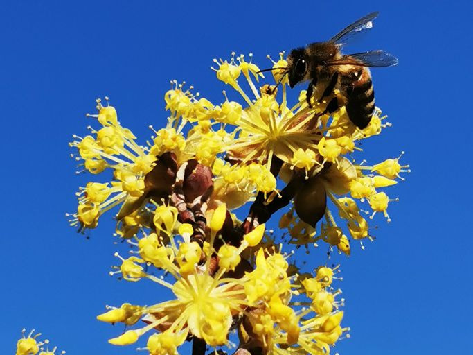 Struktur und Blütenpracht gezielt fördern