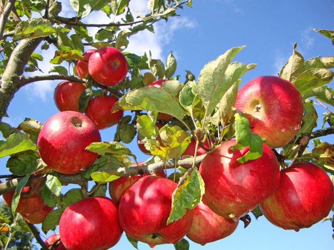 Apfel- und Mostfest OGV Kiebingen