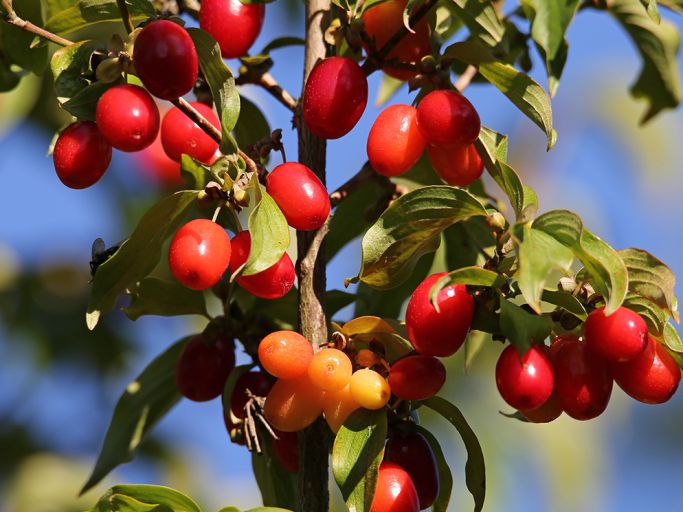 Geiger’s Gartenstunde: Herbstzauber