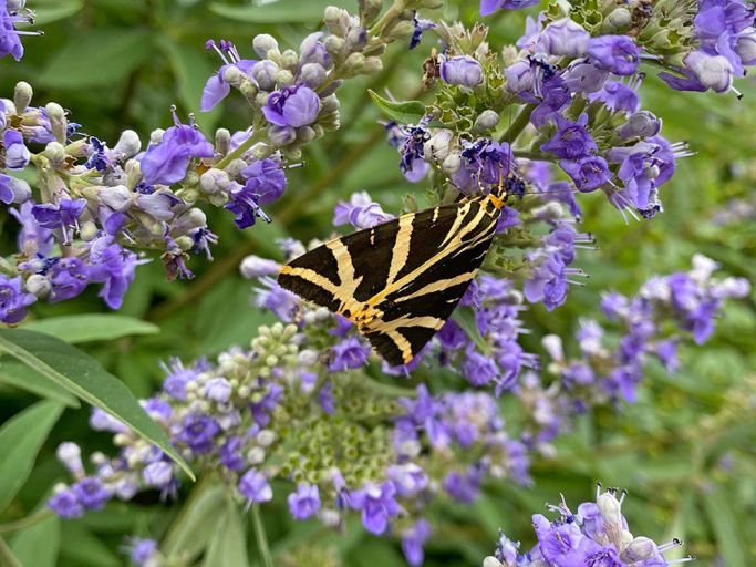 Geiger’s Gartenstunde: Insektenfreundlich gärtnern
