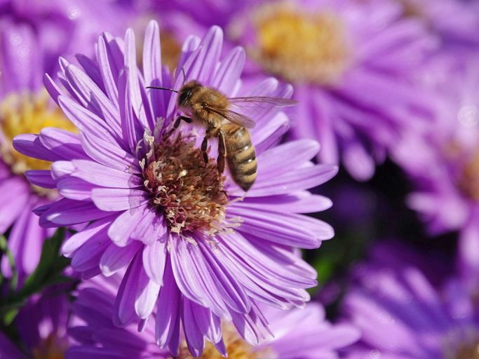 Herbstschönheiten für Garten und Insekten