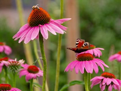 gartenmetall Feuerkorb