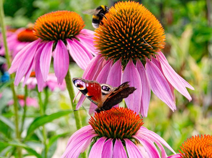 Geiger’s Gartenstunde: Der Garten im Sommer