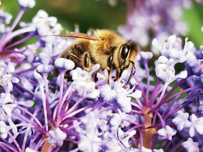 Insektenfreundlich Gärtnern