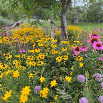 Geiger's Gartenschönheiten Pflanzungen