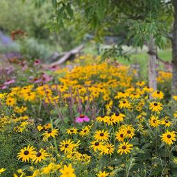 Pflanzungen und Rasen