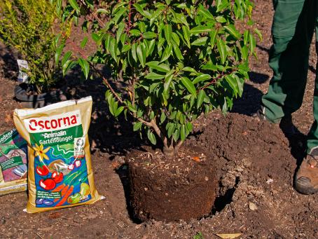 Hecken und Ballenpflanzen setzen