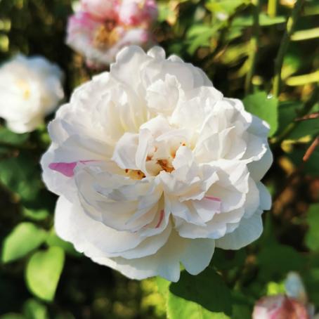 Geiger's Gartenschönheiten Pflanzenwelt, Pflanzenmarkt