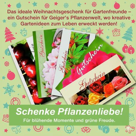 Geiger's Gutschein in Geiger's Pflanzenwelt erhältlich