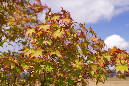 Herbstaktion: 20 % Rabatt auf alle Ahorne 