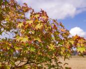 Ahorn, Herbstfärbung