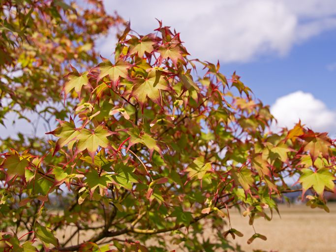 Herbstaktion: 20 % Rabatt auf alle Ahorne