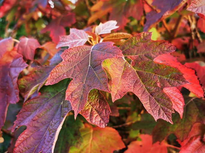 Herbstliche Vielfalt in voller Farbe