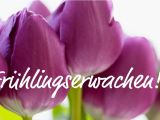 Frühlingserwachen in Geiger&#039;s Pflanzenwelt