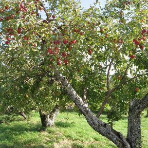 Obstbaum-Schnittkurs
