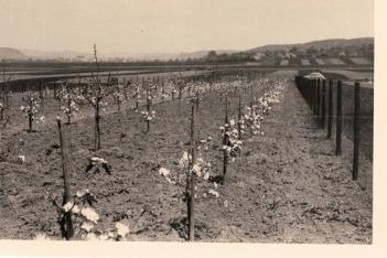Due Erfolgsgeschichte von Geiger's nimmt in Kiebingen seinen Lauf